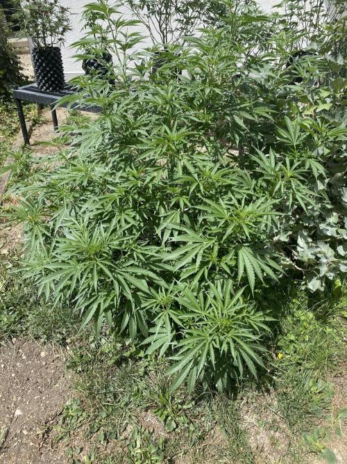 Anesia Seeds - Chimera Cut by MetropGrower