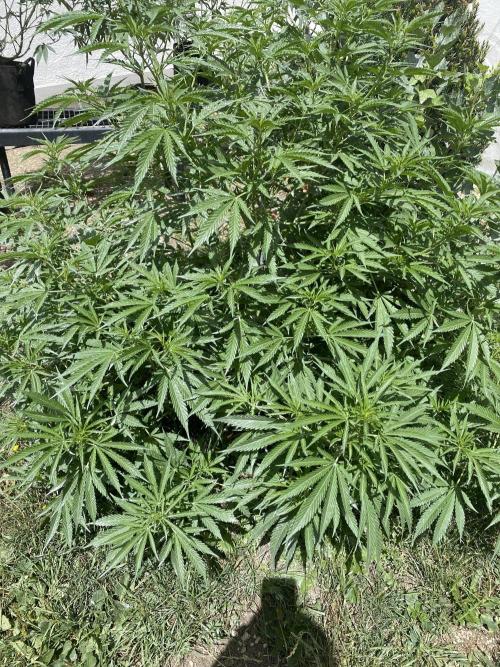 Anesia Seeds - Chimera Cut by MetropGrower
