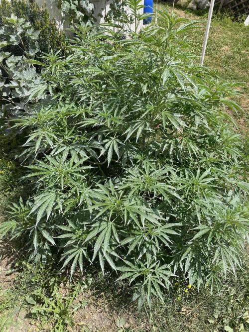 Chimera Cut. Week 11