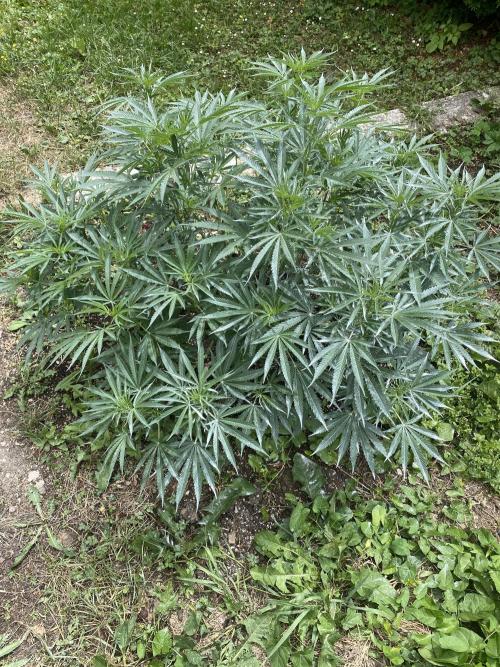 Perma Outdoor. Week 14