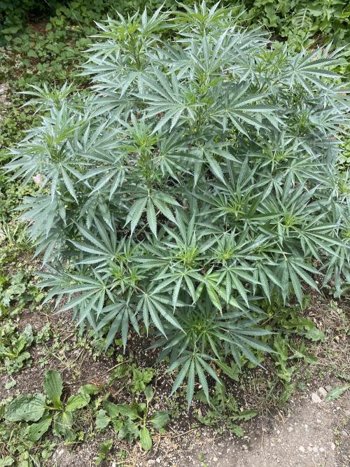 Perma Outdoor. Week 14