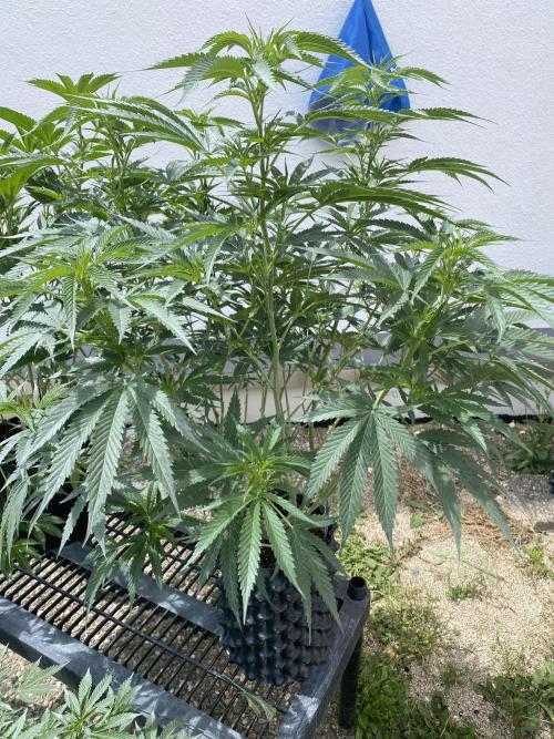 Vanilla?. Week 13