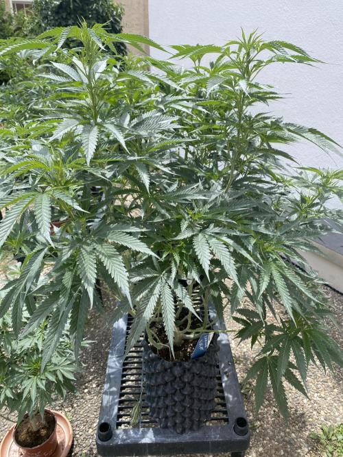 Vanilla?. Week 13