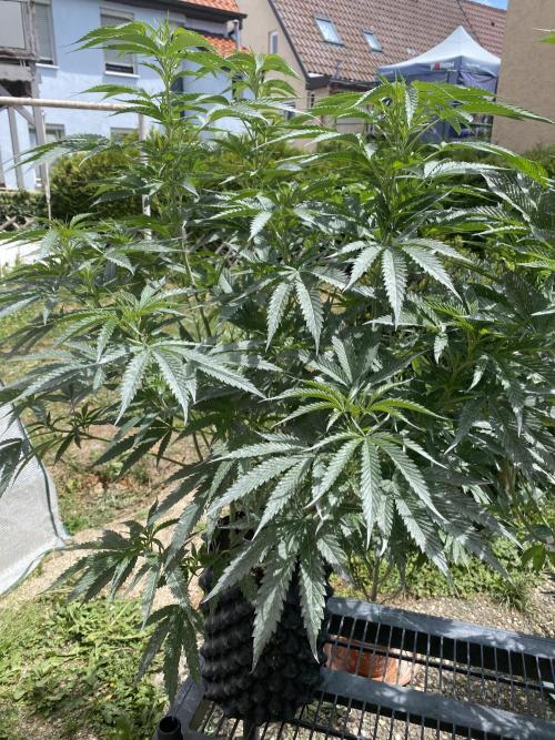 Vanilla Velvet. Week 13