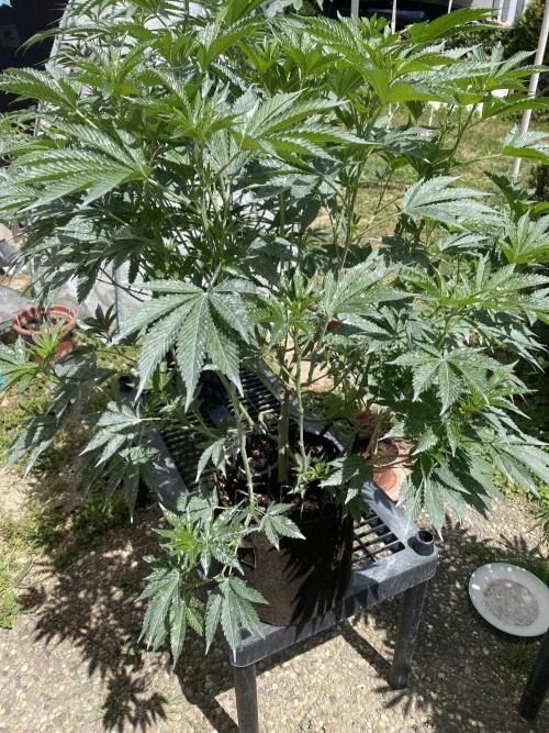 Bananaconda. Week 16