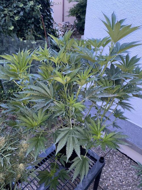Bananaconda. Week 16 - 7/7