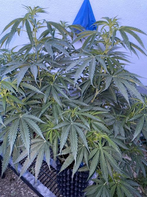Vanilla Velvet. Week 13