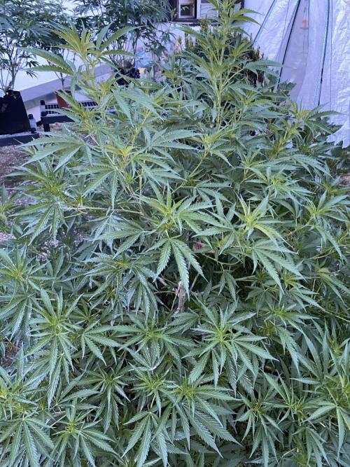 Chimera Cut. Week 11