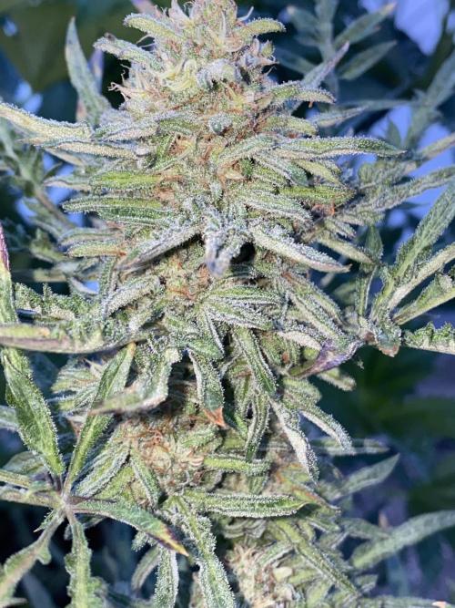 Frostys Freak goes Purple in the Contest. Week 11 - 7/7
