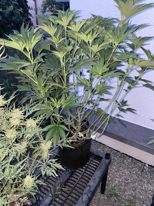 Bananaconda. Week 17