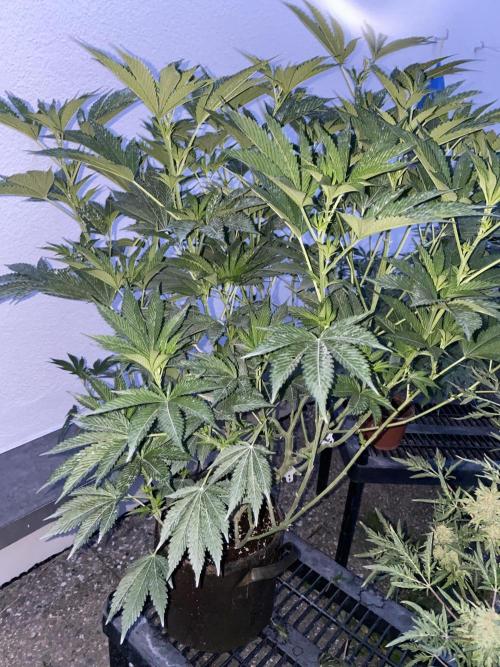 Bananaconda. Week 17