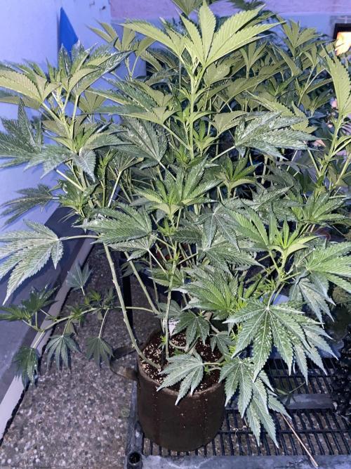 Bananaconda. Week 17