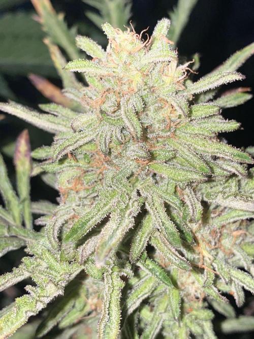 Frostys Freak goes Purple in the Contest. Week 12
