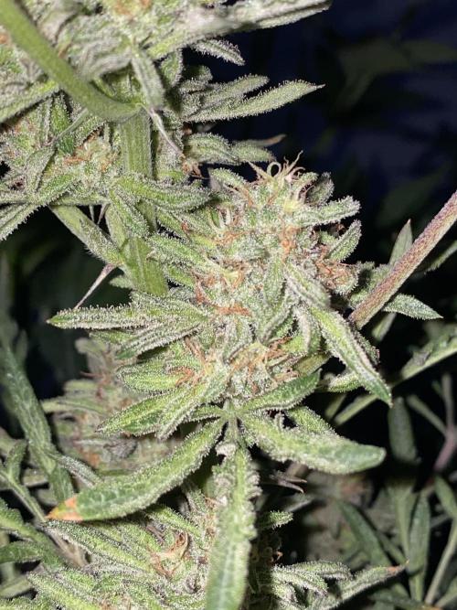 Frostys Freak goes Purple in the Contest. Week 12