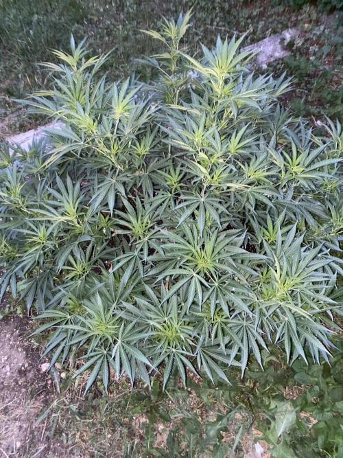 Perma Outdoor. Week 15