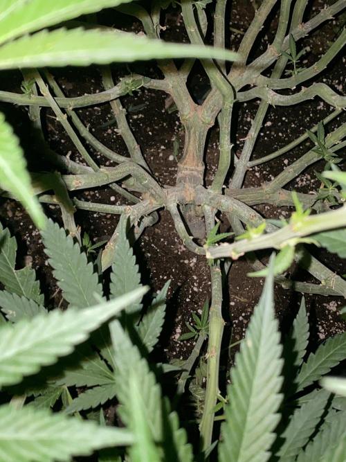Perma Outdoor. Week 15