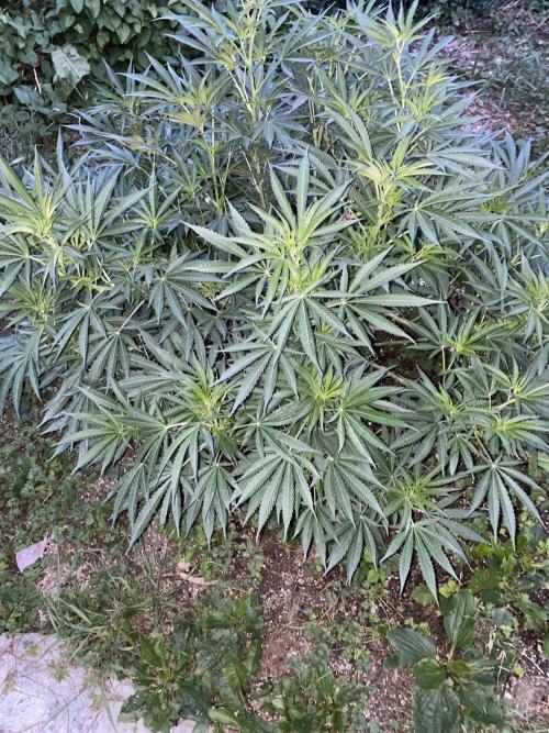 Perma Outdoor. Week 15