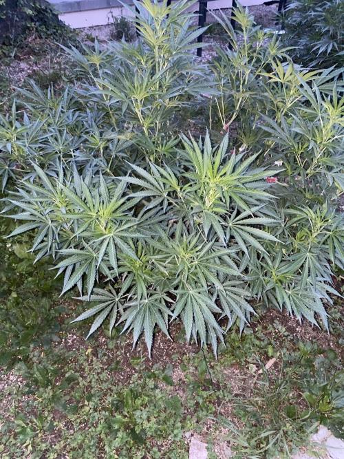 Perma Outdoor. Week 15