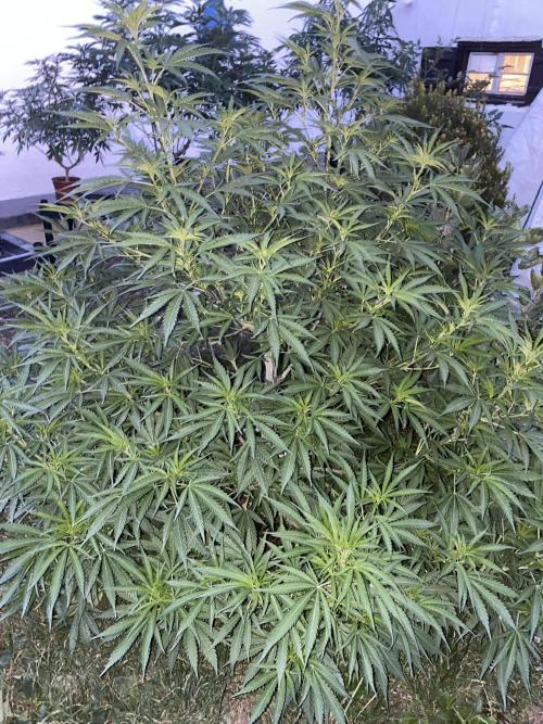 Anesia Seeds - Chimera Cut by MetropGrower