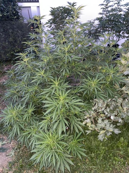 Anesia Seeds - Chimera Cut by MetropGrower