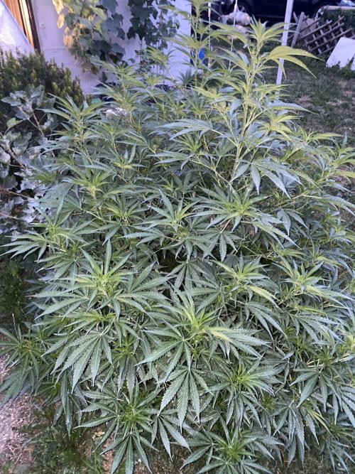 Chimera Cut. Week 12