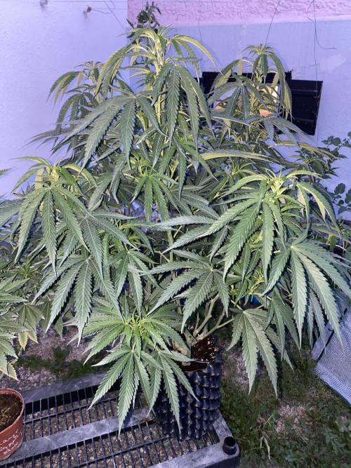 Vanilla?. Week 14