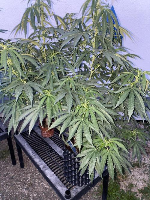 Vanilla?. Week 14