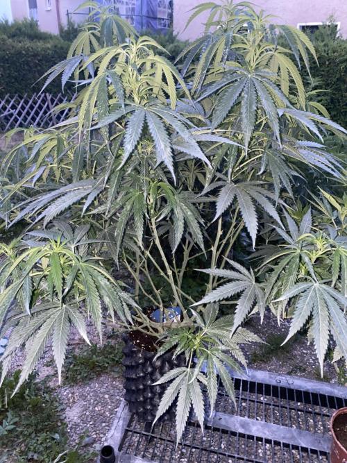 Vanilla Velvet. Week 14
