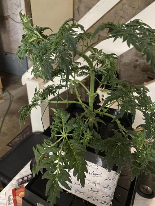 Frosty's Auto Freak. Week 5