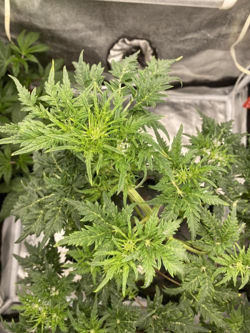 Frosty's Auto Freak. Week 6