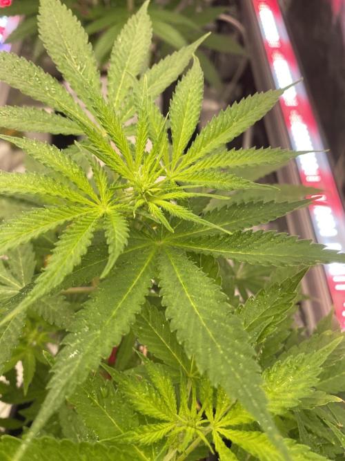 Super Boof by someone other. Week 6