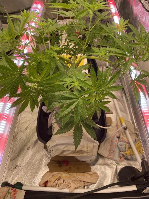 Super Boof by someone other. Week 6