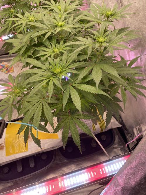 Super Boof. Week 6