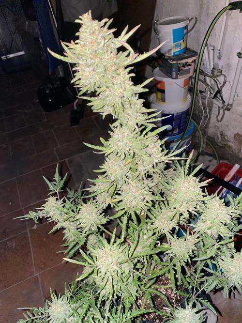 Frostys Freak goes Purple in the Contest. Week 13