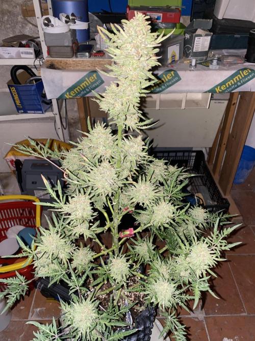Frostys Freak goes Purple in the Contest. Week 13