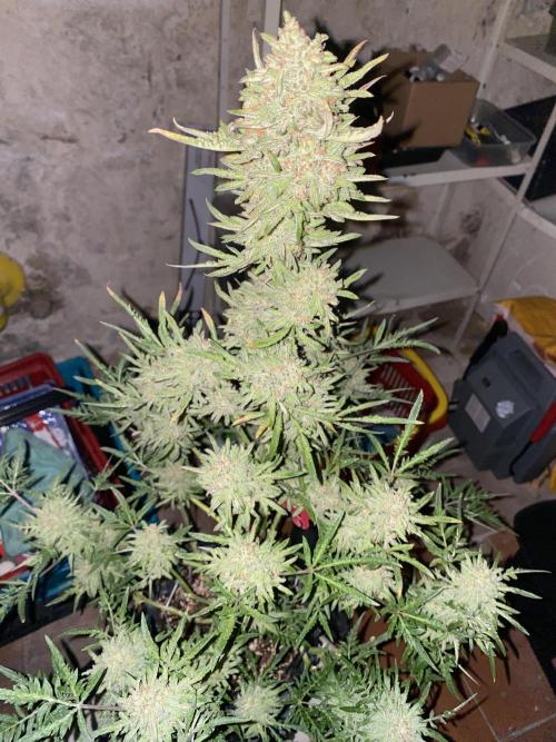 Frostys Freak goes Purple in the Contest. Week 13