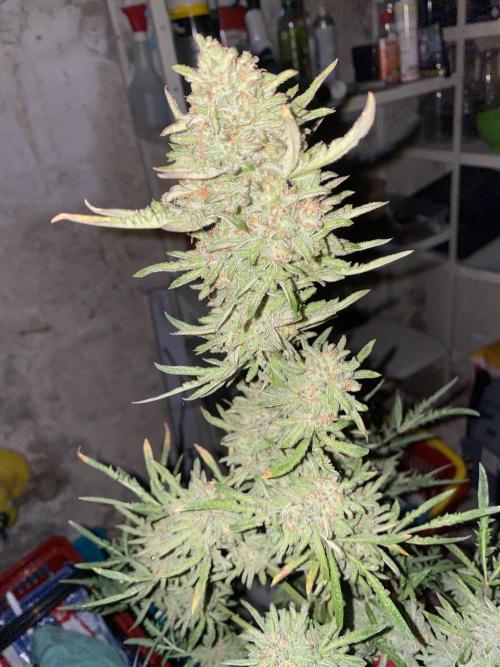 Frostys Freak goes Purple in the Contest. Week 13