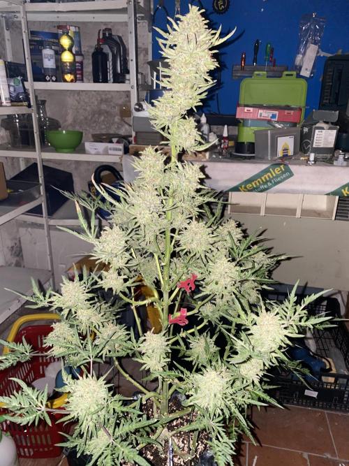 Frostys Freak goes Purple in the Contest. Week 13