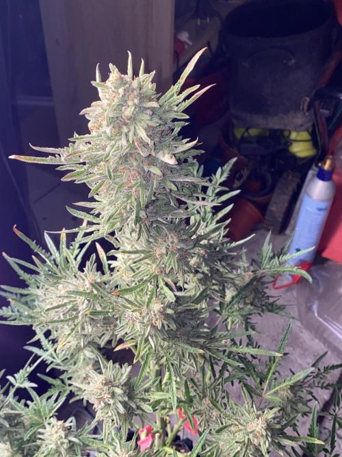Frostys Freak goes Purple in the Contest. Week 13