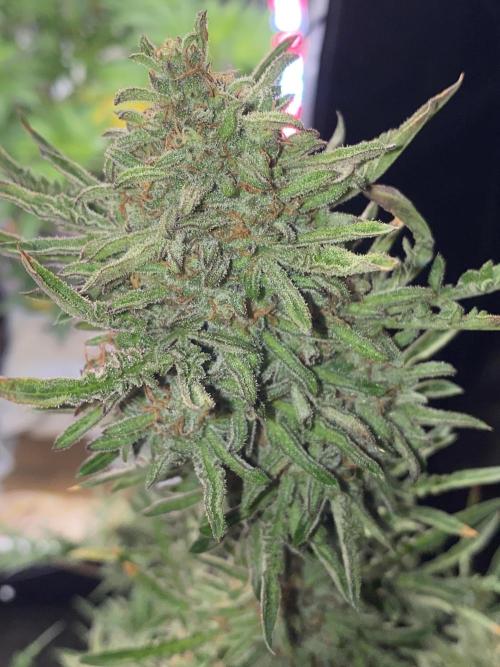 Frostys Freak goes Purple in the Contest. Week 13