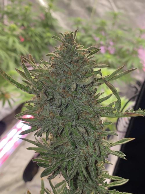 Frostys Freak goes Purple in the Contest. Week 13