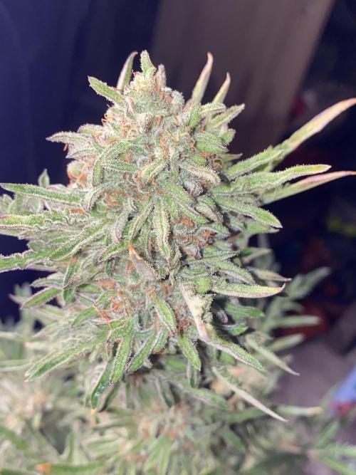Frostys Freak goes Purple in the Contest. Week 13