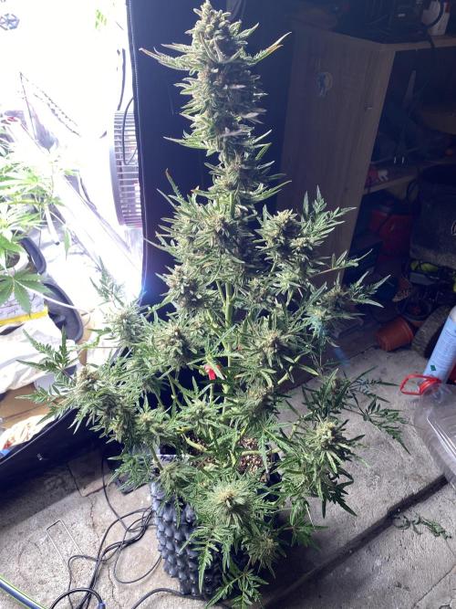 Frostys Freak goes Purple in the Contest. Week 13