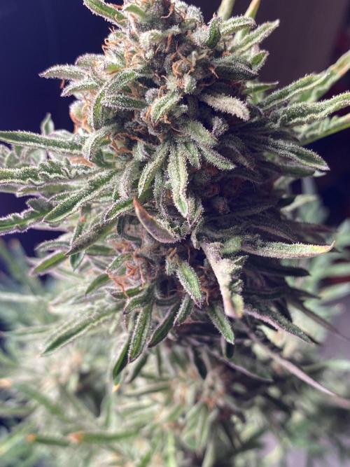 Frostys Freak goes Purple in the Contest. Week 13