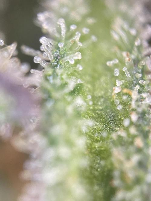 Frostys Freak goes Purple in the Contest. Week 13