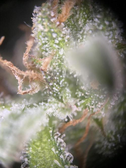 Frostys Freak goes Purple in the Contest. Week 13