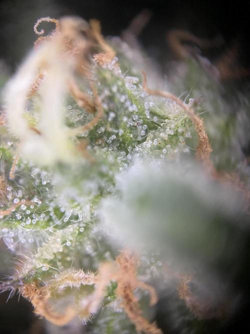 Frostys Freak goes Purple in the Contest. Week 13