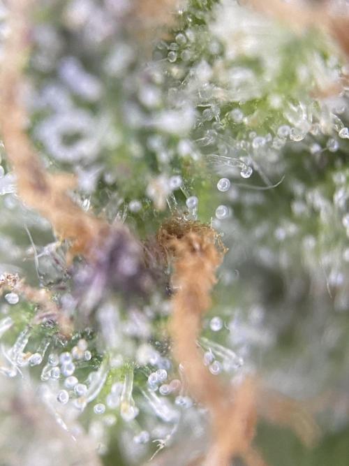 Frostys Freak goes Purple in the Contest. Week 13