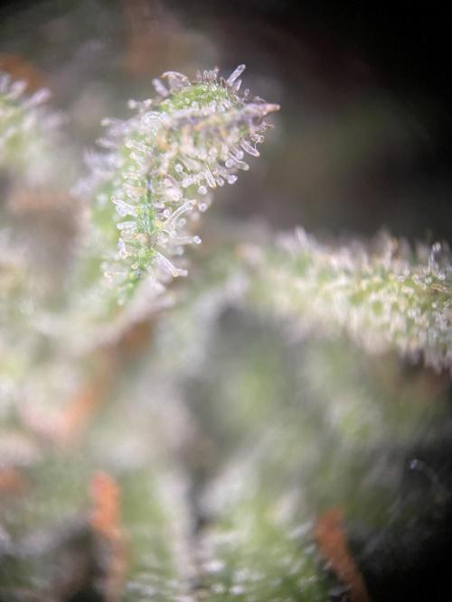Frostys Freak goes Purple in the Contest. Week 13