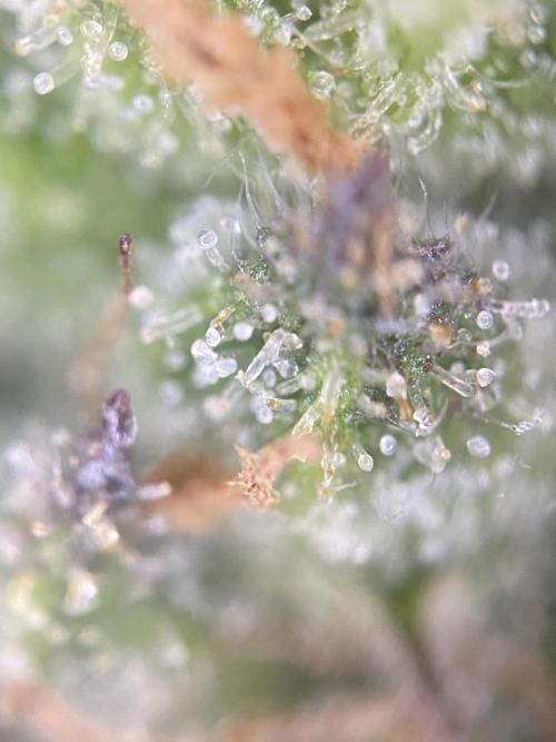 Frostys Freak goes Purple in the Contest. Week 13